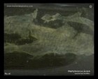 bacterial biofilm